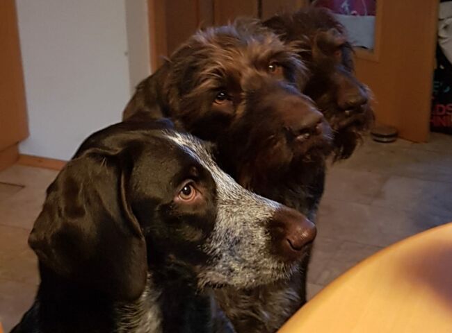 Drei Deutsche Drahthaar Hunde im Hause Lorenz
