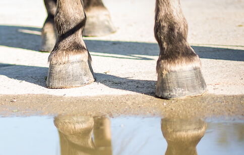 Das Bewegungsmuster bestimmt die Form der Hufe – und umgekehrt. / Foto: K. Gerletz