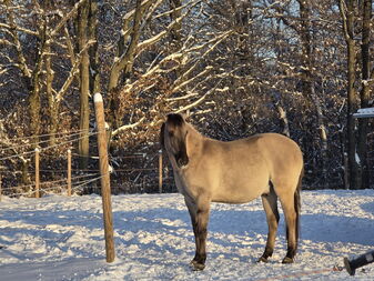 Pferd liegt in einer Box