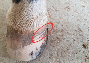 Nicht leicht zu erkennen: Oben ist der Huf breiter und springt an dieser Stelle (= Innenseite des Hufes) wie eine Stufe nach innen. Hier kam auch der Tupfer mit Essig zum Einsatz / Foto: Gundula Lorenzclose Nicht leicht zu erkennen: Oben ist der Huf breiter und springt an dieser Stelle (= Innenseite des Hufes) wie eine Stufe nach innen. Hier kam auch der Tupfer mit Essig zum Einsatz / Foto: Gundula Lorenzclose