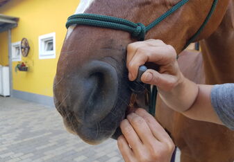 Jedes Pferd bekam pro Tag acht Tropfen eines CBD-Öls, und das drei Wochen lang. / Foto: Gundula Lorenz Jedes Pferd bekam pro Tag acht Tropfen eines CBD-Öls, und das drei Wochen lang. / Foto: Gundula Lorenz