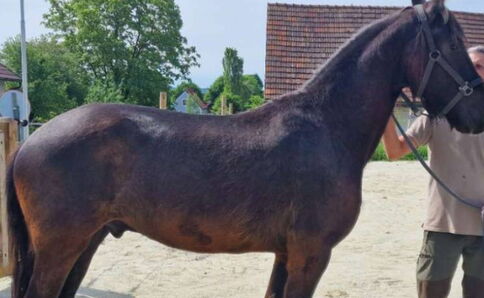 Verwurmt - hochgezogener Bauch, stumpfes Fell, kaum Rückenmuskulatur