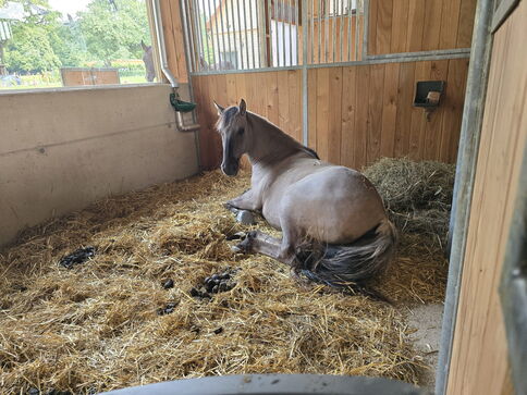 Pferd liegt in einer Box