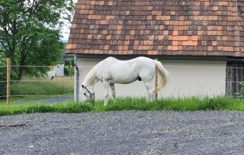Chicco genießt am Hof zu Radochenberg seine neue Freiheit – ganz wie Pippi Langstrumpfs Kleiner Onkel